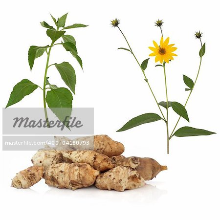 Jerusalem artichoke vegetables with specimen flower and leaf stem, isolated over white background. Helianthus tuberosus.