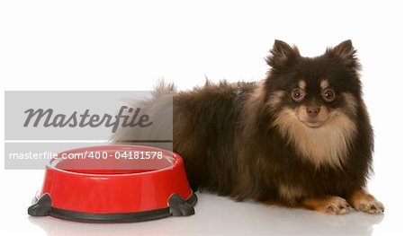 brown and tan pomeranian laying beside food dish waiting patiently on white background