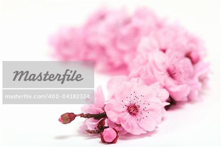 Cherry Tree Blossoms of Spring on White Background With Extreme Depth of Field