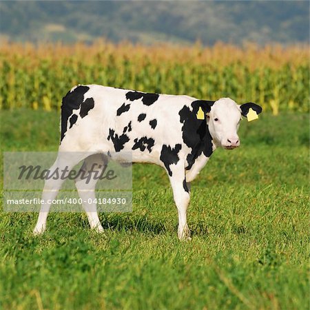 cute baby cow in summer standint on a grass field