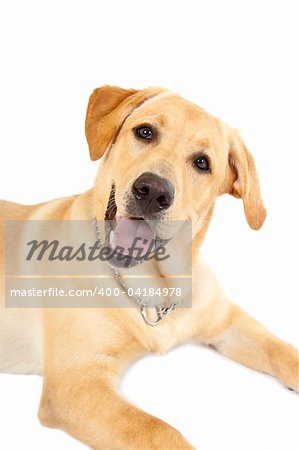 Puppy Labrador retriever cream in front of white background