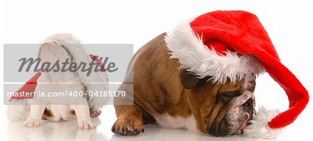 santa with attitude - english bulldog wearing santa hat arguing with puppy