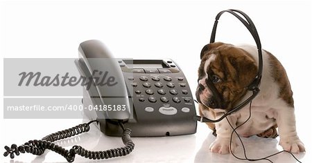 english bulldog puppy wearing headset talking on the phone