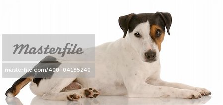 smooth coat tri-colored jack russel terrier laying down