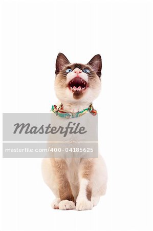 picture of a siamese cat looking up with mouth open and teeth exposed