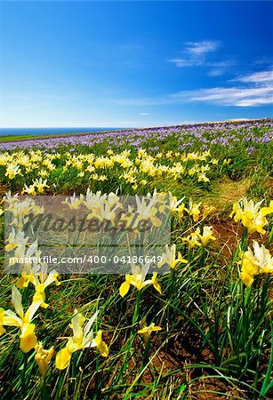 Colourful flowers in bloom