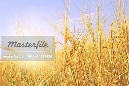 Crop of rye - golden cereal and sun