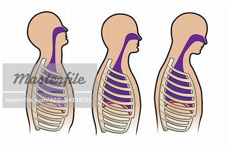 Human respitory system and breathing diagram in vector