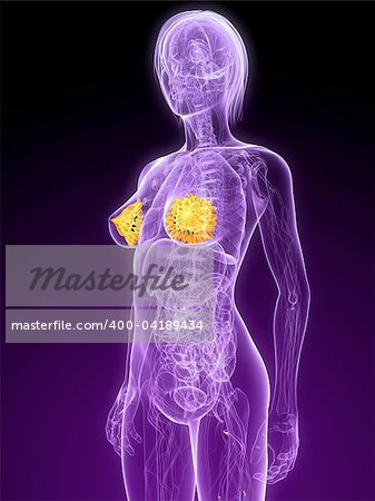 3d rendered illustration of a female anatomy with highlighted mammary