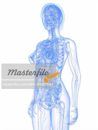 3d rendered illustration of a female anatomy with highlighted pancreas