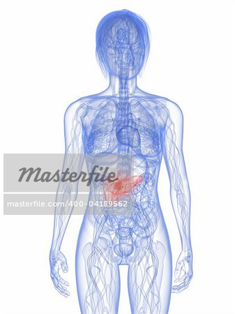 3d rendered illustration of a transparent female body with tumor in pancreas