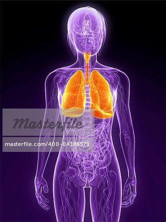 3d rendered illustration of a female anatomy with highlighted lung