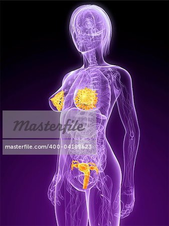 3d rendered illustration of a female anatomy with highlighted sex organs