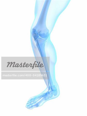 3d rendered illustration of a healthy skeletal knee