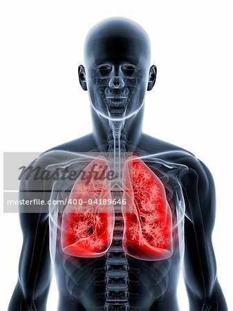 3d rendered illustration of a transparent body with highlighted lung
