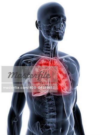 3d rendered illustration of a transparent body with highlighted lung