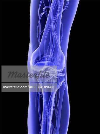 3d rendered illustration of a transparent healthy knee