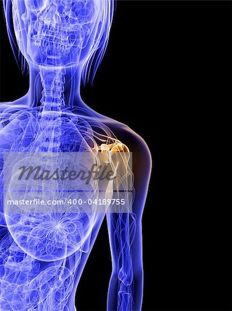 3d rendered illustration of a transparent body with highlighted shoulder