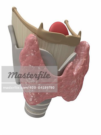 3d rendered illustration of human larynx and thyroid