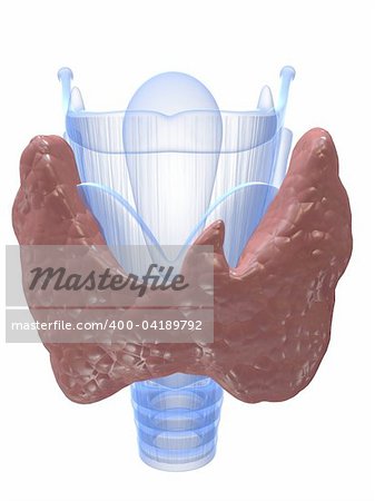 3d rendered x-ray illustration of human larynx and thyroid