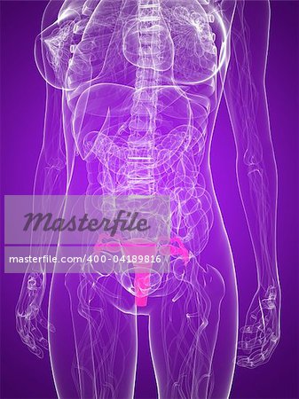 3d rendered illustration of a female anatomy with highlighted uterus