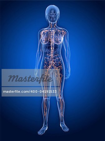 3d rendered illustration of a female anatomy with highlighted lymphatic