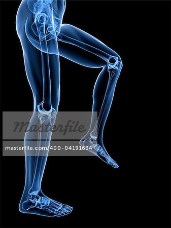 3d rendered illustration of healthy skeletal knees