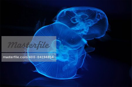 two blue jellyfish in a dark background