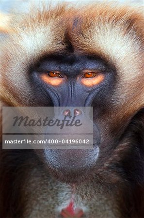 An portrait of a nice ape with orange eyes