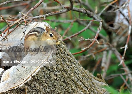 An eastern chipmunk perched on a log with a peanut in his mouth.
