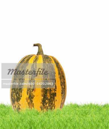 Yellow pumpkin isolated  on a white background