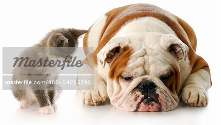kitten looking down at english bulldog puppy that is laying down sulking with reflection on white background