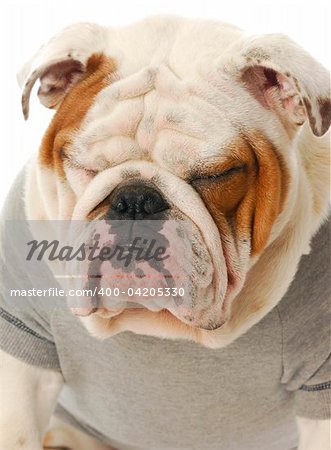 english bulldog with funny expression wearing grey sweater with reflection on white background