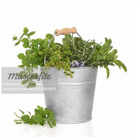 Fresh herb leaf selection of thyme, sage, oregano and rosemary flowers in an old aluminum bucket, isolated over white background.