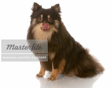 brown and tan pomeranian sitting down licking lips with reflection on white background