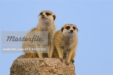 Two suricatas on a rock, against the sky.