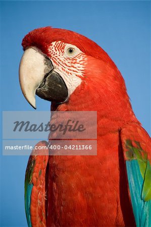 Colorful parrot isolated looking at the camera.