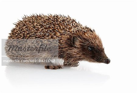 adult hedgehog isolated on white background