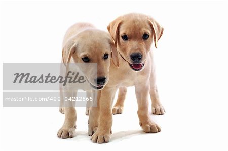 two purebred puppies labrador retriever upright on a white background