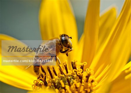 a beautiful little bee on a yellow flower