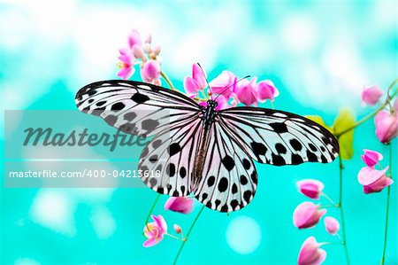 Close up Rice Paper Butterfly on pink flower