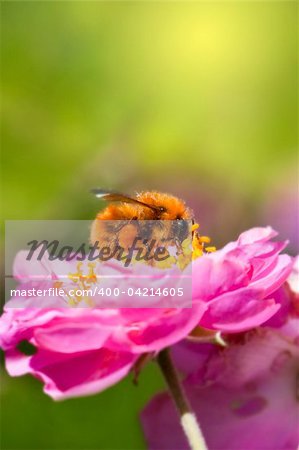 Close up bee collecting honey on pink flower