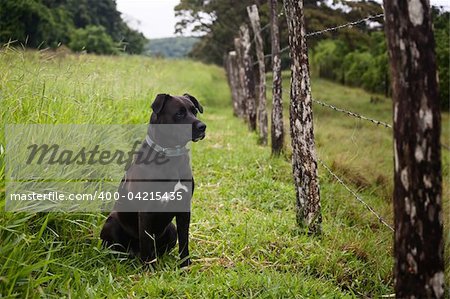 Watchful dog looking through a barbed wire fence