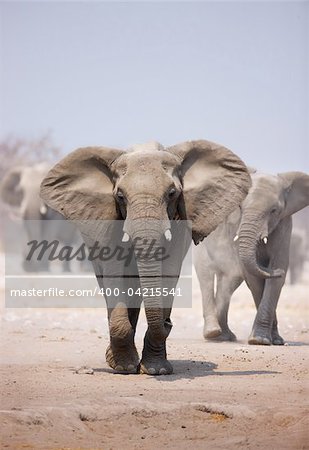 Elephant approaching over dusty sand with herd following in background