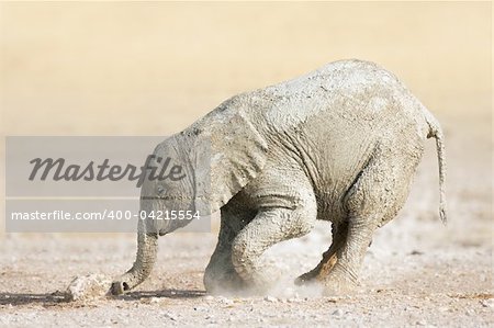 Muddy baby elephant playing with a rock on dusty plains of Etosha; Loxodonta Africana