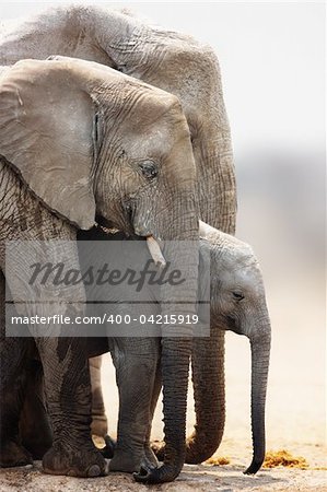 Baby elephant stand protected between cow and bull; Loxodonta Africana; Etosha