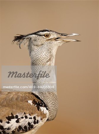 Close-up portrait of a Kori bustard in Etosha; Ardeotis kori