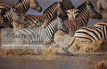 Frightened herd of zebra's fleeing from  waterhole ; Etosha