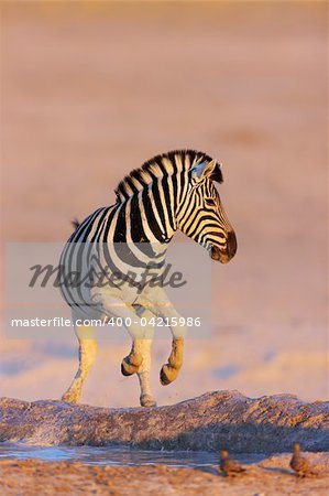 Zebra jumping out of waterhole;  Etosha; Equus burchell's
