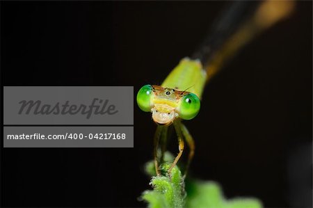 A green damsel fly perching on a fresh green leaf